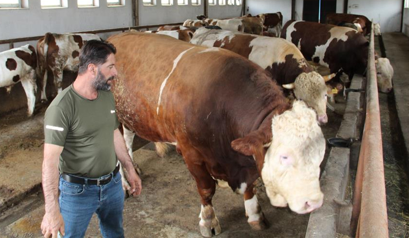 1,5 Tonluk ‘Tosun Paşa` alıcısını bekliyor