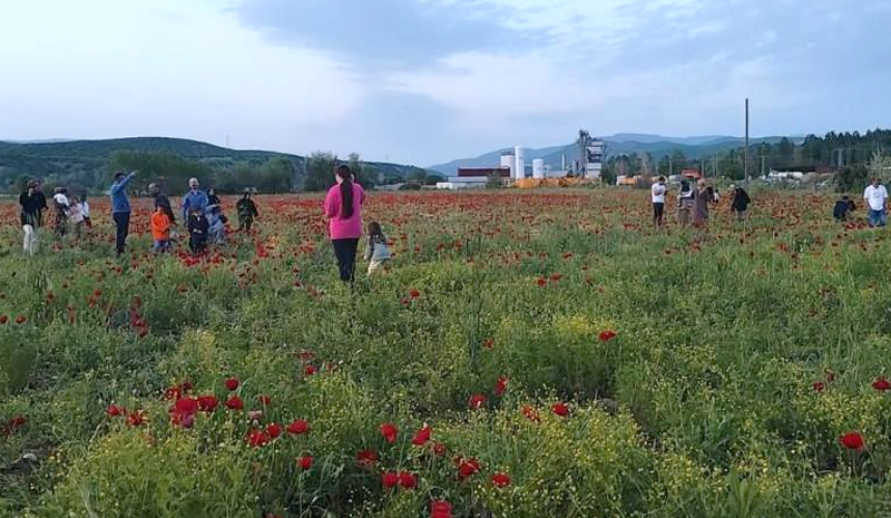 Bingöl`de gelincik tarlası ilgi odağına dönüştü