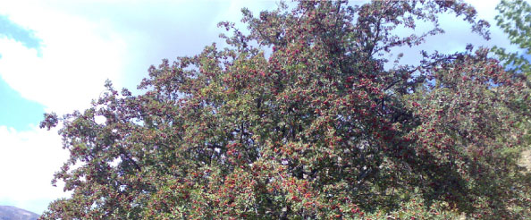 Alıç ağaçlarına akademik koruma