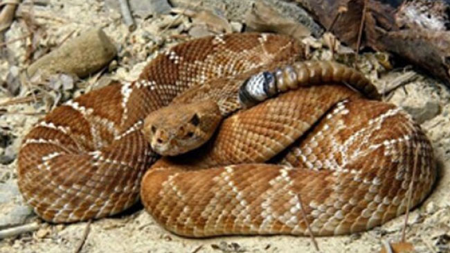 Arıcı vatandaşı yılan soktu