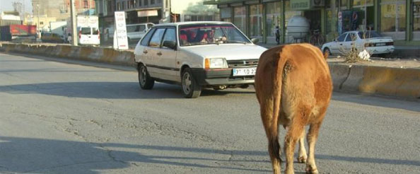 Başıboş ineklerin sahiplerine para cezası geliyor