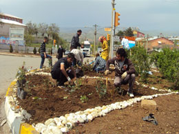 Belediye 3 bin adet gül dikti