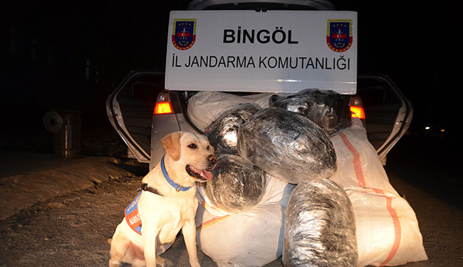 Bingöl`de 105 kilo esrar yakalandı
