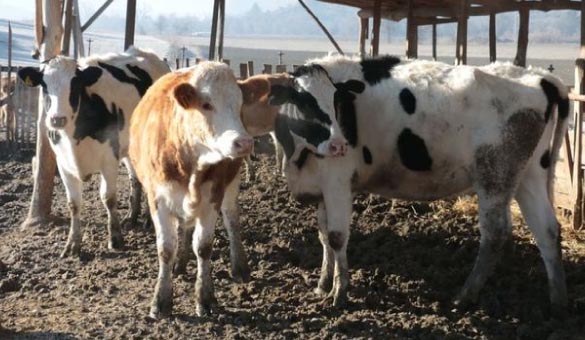 Bingöl`de şap alarmı!