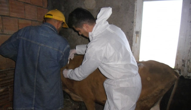 Bingöl`de şap mücadelesi