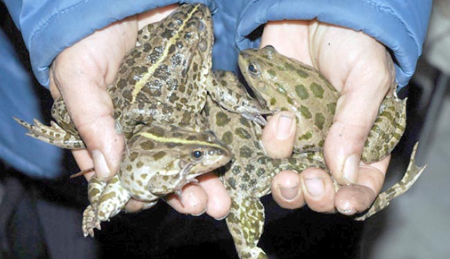 Bingöl`den avrupa`ya kurbağa ihracı