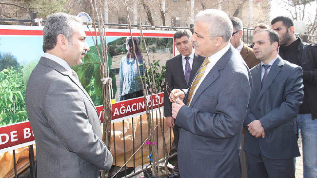 Bu yıl 42 bin 500 ceviz fidanı dağıtacağız