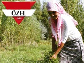 `Çapa da yaparım akademik kariyer de`