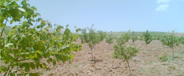 Ceviz eylem planı çok önemli