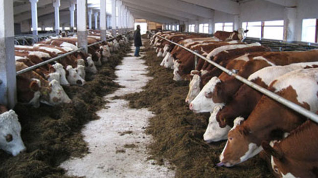 Doğu`ya hibe desteği