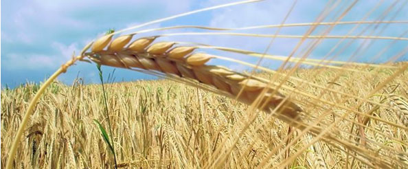 Ekmeklik buğday tarım kredi kooperatifi`nden