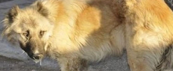 Genç`te kuduz vakası!