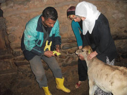 Hayvan ırkları ıslah ediliyor