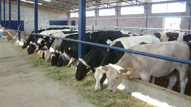 Hayvancılık çalıştayı bingöl`de gerçekleştirilecek