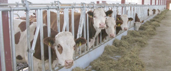 Hayvancılık destekleme müracaatları başladı