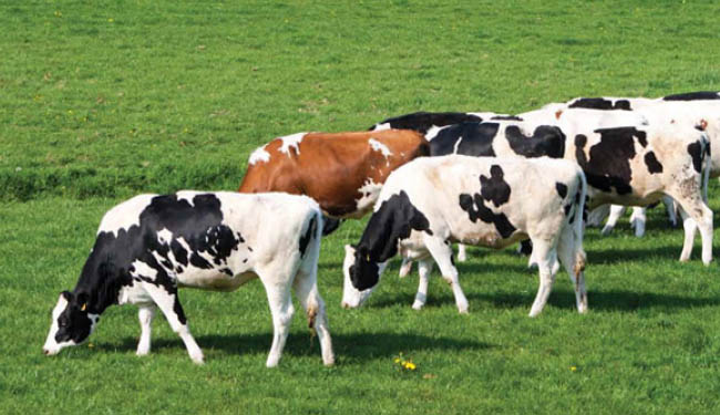 Hayvancılık yatırımları desteklenecek