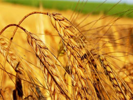 Hububat fiyatları açıklandı