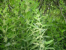 Isırgan otu ülsere iyi geliyor