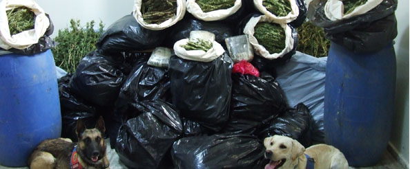 Jandarmadan uyuşturucu operasyonu