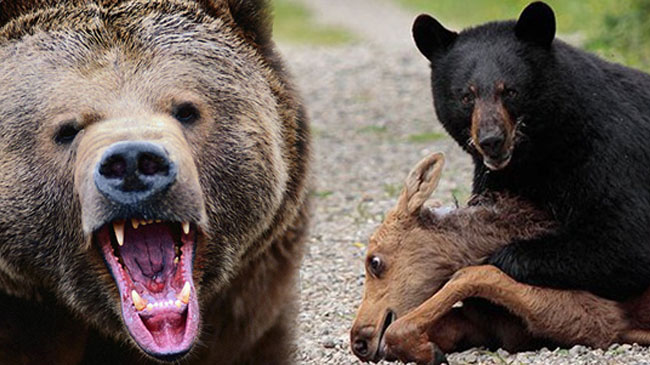 Kargapazarı`nda ayı dehşeti