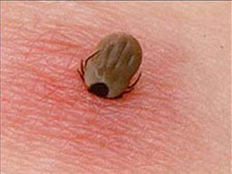 Kene, bu kez erken fark edildi