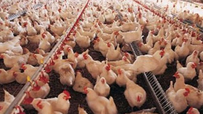 Kiğı`da yalancı tavuk vebası