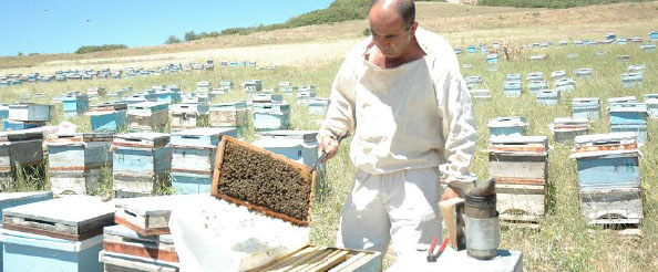KOVAN BALI diye YAPAY BAL yemeyin