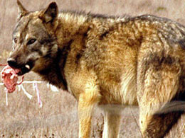 Kuduz kurt saldırısı