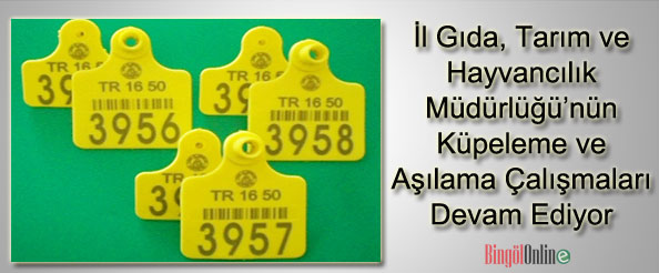 Küpeleme ve aşılama devam ediyor