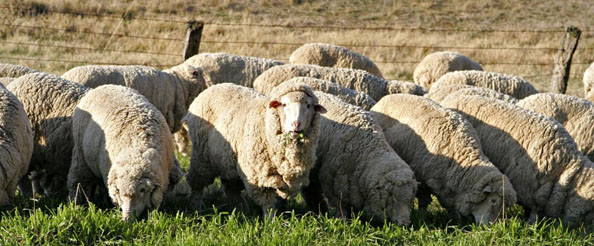 Kurbanlık koyunları çaldılar