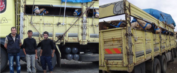 Kurbanlık sevkıyatı başladı