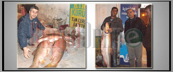 Murat nehri`nden keçi ağırlığında balık