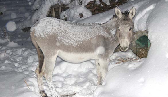 Ölme eşeğim ölme!