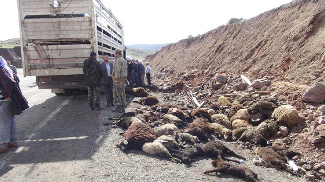 Onlarca hayvan telef oldu