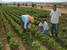 Organik tarım başvuruları başladı