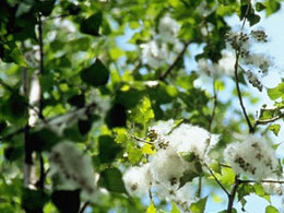 Polenler sağlığı tehdit ediyor
