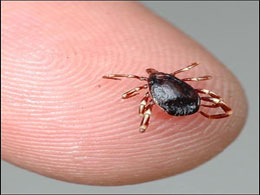 Sağanak yağmur keneyi frenledi