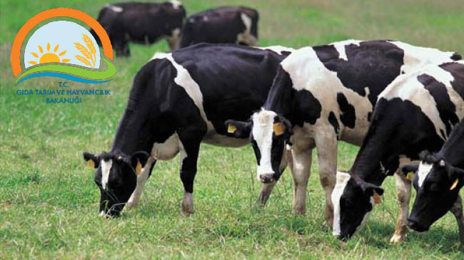 Sığır üretimine destek verilecek