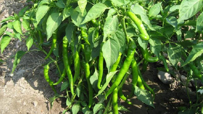 Sivri biber arttı, kabak düştü