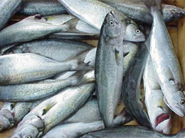 Televole avı yasaklandı