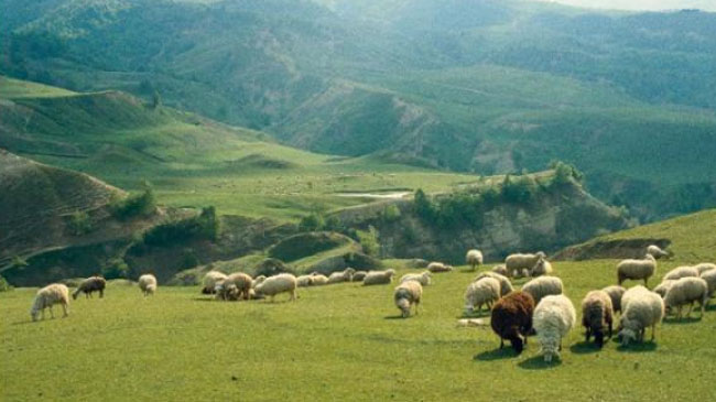 Yaylalar kiraya verilecek