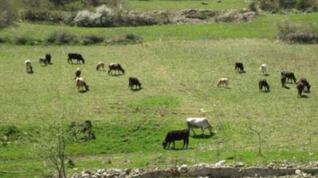 Yaylalar kiraya verilecek