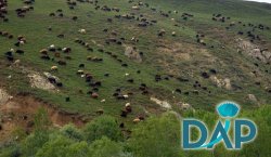 DAP`ın hedefinde tarım ve hayvancılık öncelikli