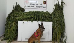 Bingöl`de 91 kilo esrar ele geçirildi