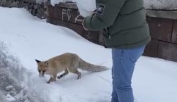 Bingöl`de aç tilki ilçe merkezine dindi