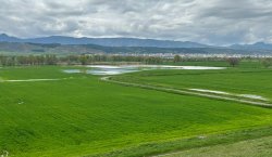 Bingöllü Çiftçilere Yabancı Ot ve Hastalık Riski Uyarısı