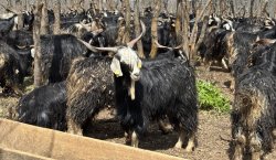 Bingöl`de Soğuk Hava Yayla Sezonunu Geciktirdi