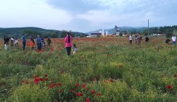 Bingöl`de gelincik tarlası ilgi odağına dönüştü